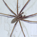 Giant House Spider - Photo (c) Valter Jacinto, all rights reserved
