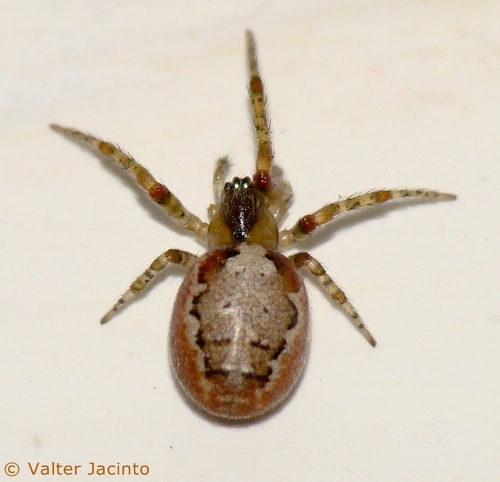 Red-sided Sector Spider