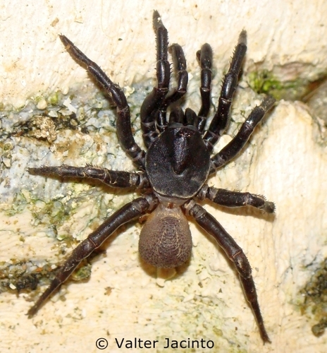 Ummidia algarve