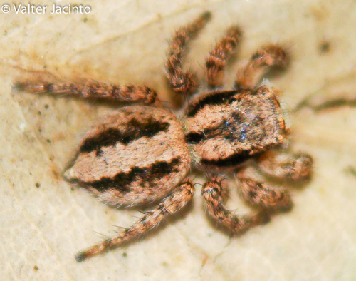 Aelurillus luctuosus