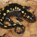 Spotted Salamander - Photo (c) mattbuckingham, all rights reserved