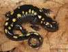 Mole Salamanders - Photo (c) mattbuckingham, all rights reserved, uploaded by mattbuckingham