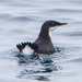 Craveri's Murrelet - Photo (c) BJ Stacey, all rights reserved