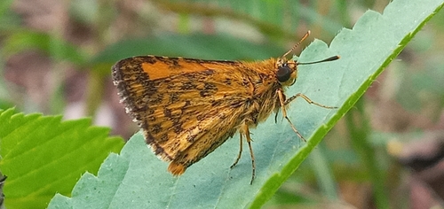 Ampittia dioscorides (Fabricius, 1793)
