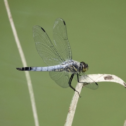 Deielia phaon