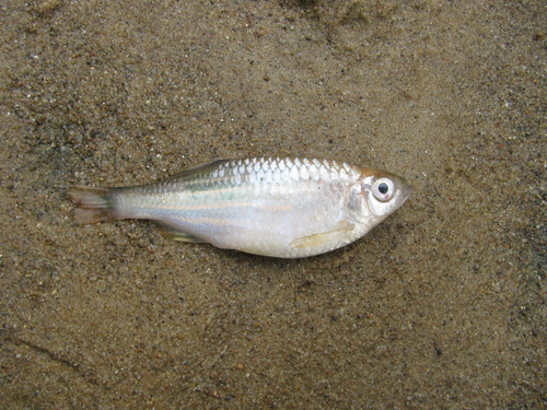 Devario aequipinnatus