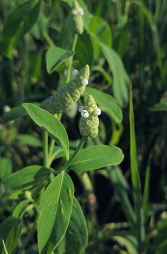Sphenocleaceae