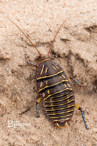 Mitchell's Diurnal Cockroach (Polyzosteria mitchelli) · iNaturalist