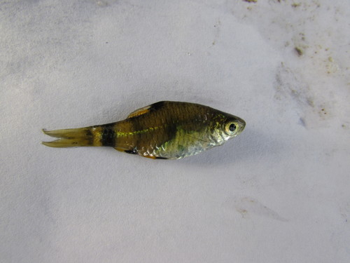 Pethia gelius