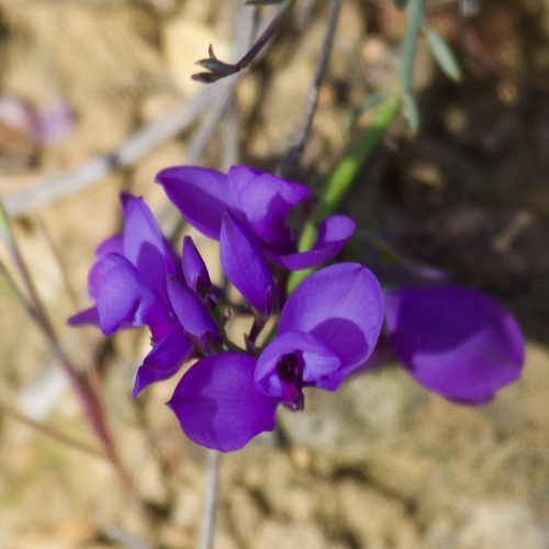 Polygala microphylla