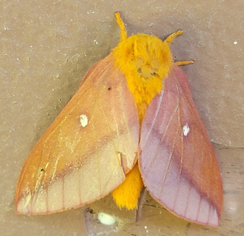 Pink-striped Oakworm Moth from Elvira Precinct, IL, USA on May 31, 2022 ...