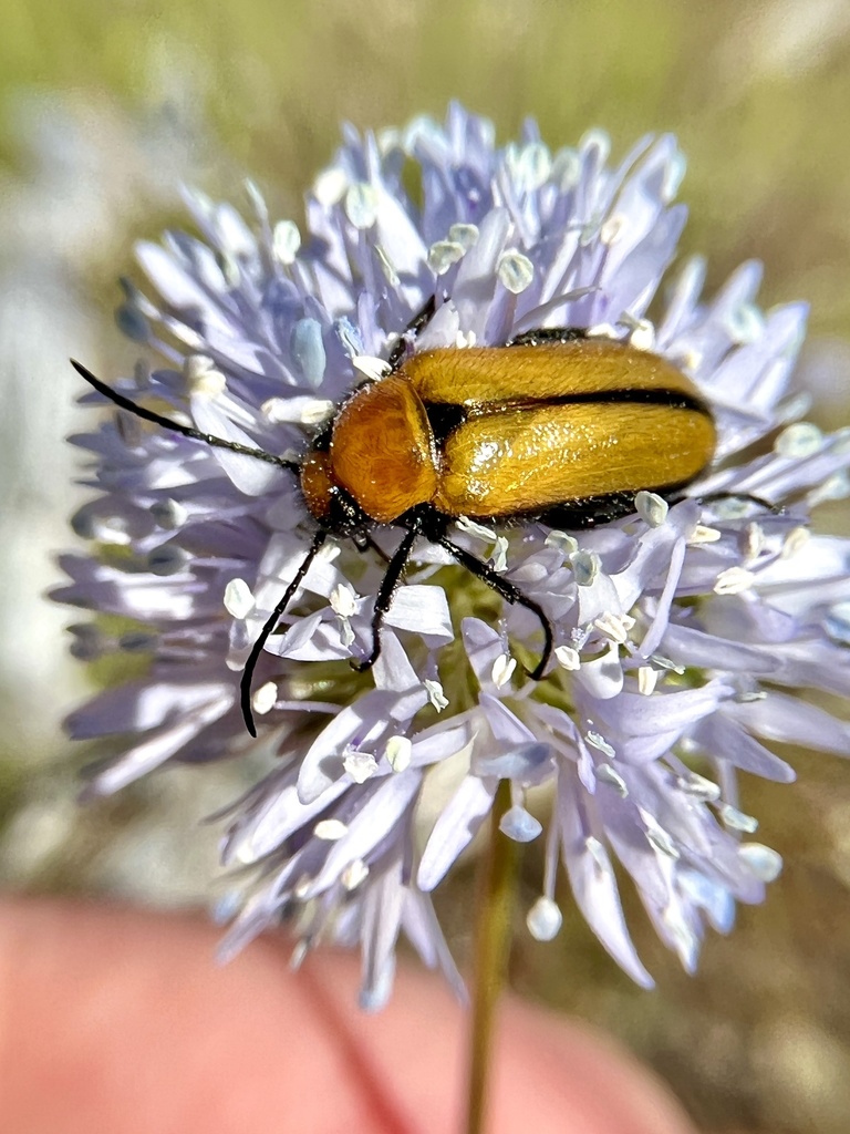 Blister Beetle