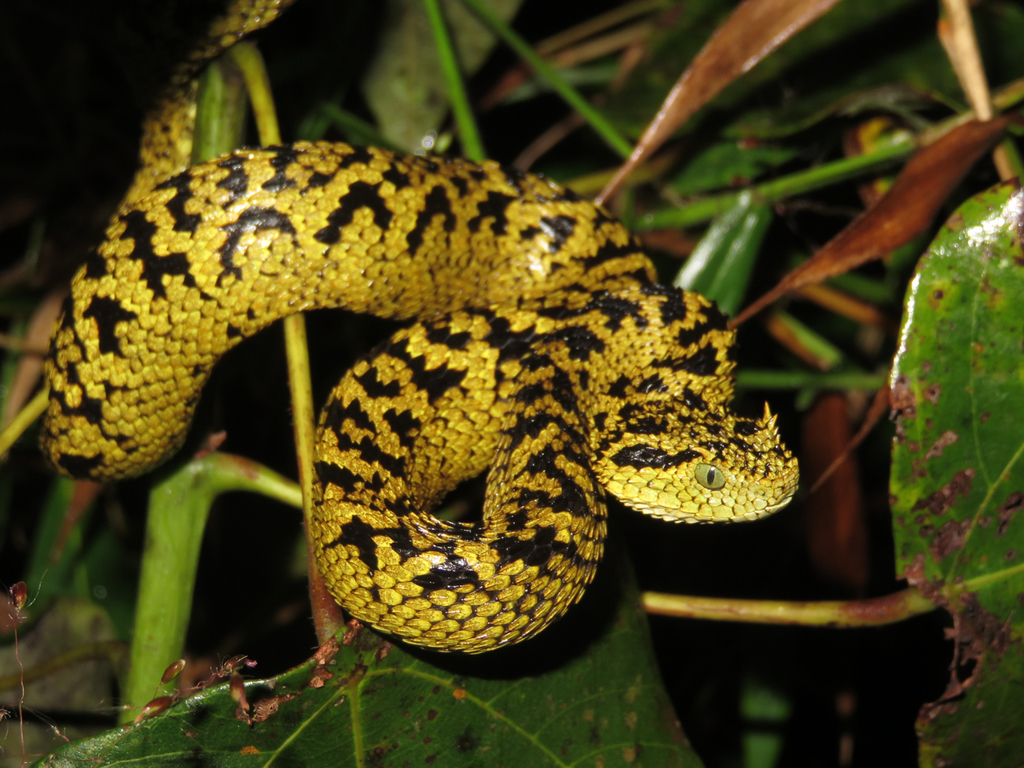 Atheris hispida  The Reptile Database