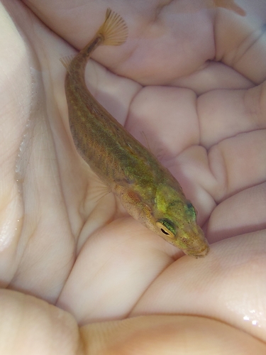 Southern Nine-spined Stickleback
