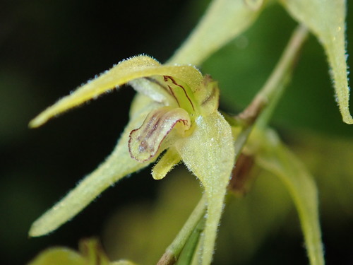 Regalis Orchid
