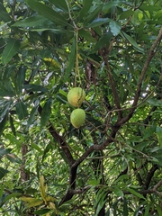 Mangifera indica image