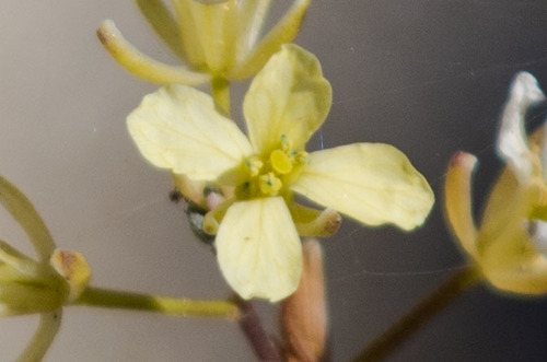 Tall Tumblemustard