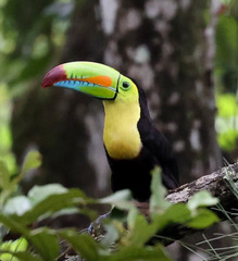 Ramphastos sulfuratus image