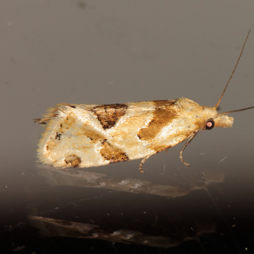 Razowski's Aethes Moth