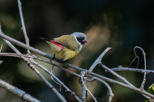 Angola Waxbill