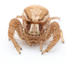 Swamp Crab Spider - Photo (c) Frederik Leck Fischer, all rights reserved, uploaded by Frederik Leck Fischer
