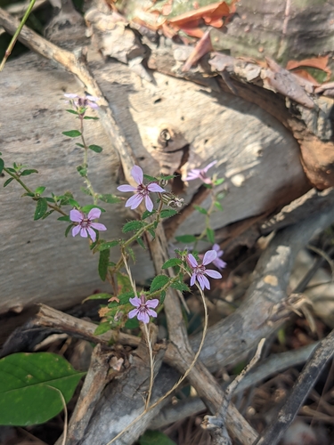 Cuphea sessiliflora