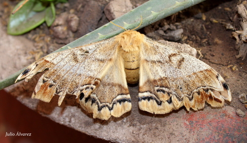 Arsenura polyodonta