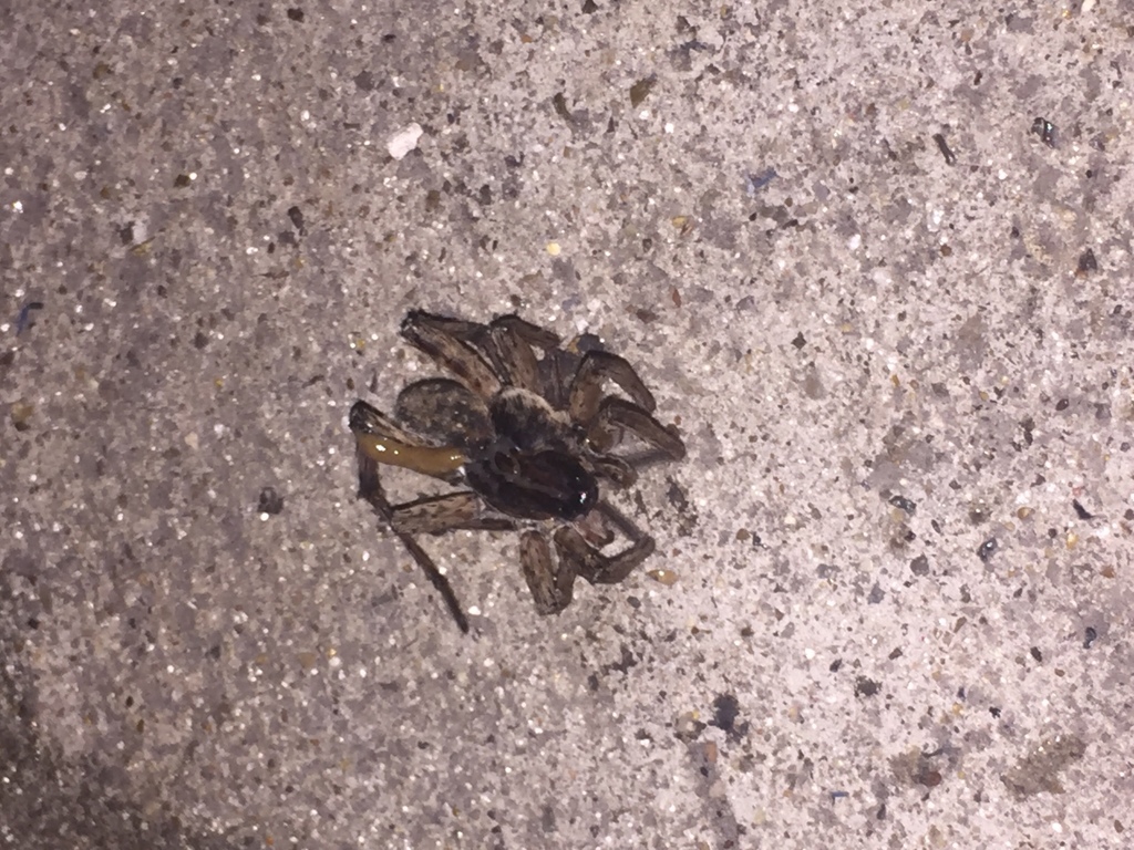 Wolf Spiders from 1214 Nancy St, Corpus Christi, TX, US on June 24, 2018 at 1249 AM by