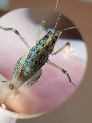 Ceuthophilus divergens