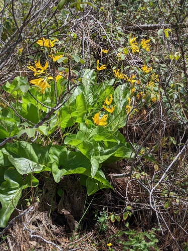Puget Balsamroot