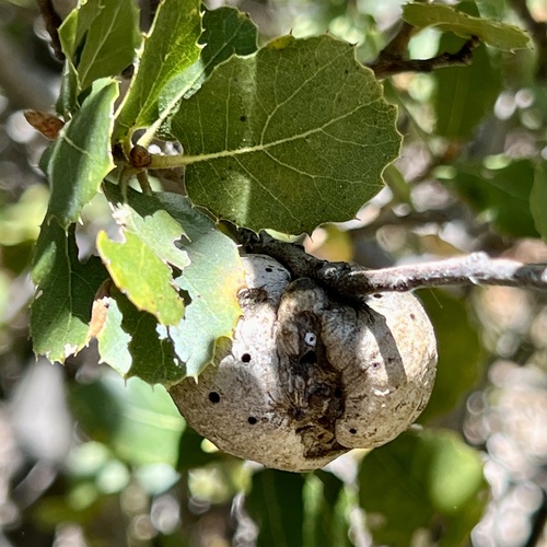 iNaturalist observation photo of Live Oak Apple Gall Wasp