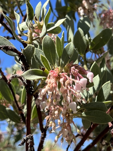 iNaturalist observation photo of California Pinkbract Manzanita