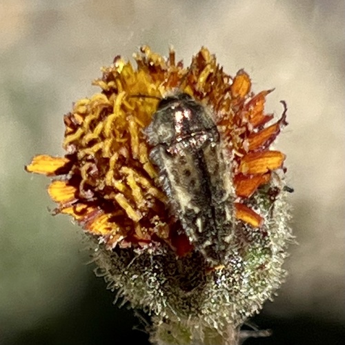 iNaturalist observation photo of Acmaeodera hepburnii