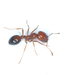 Southern Fire Ant - Photo (c) Bill Hubick, all rights reserved, uploaded by Bill Hubick