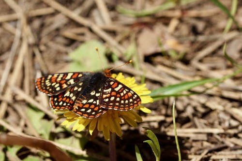 iNaturalist observation photo of Edith's Checkerspot