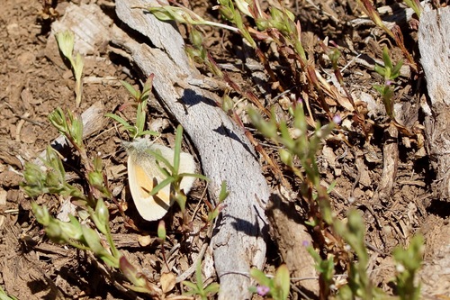 iNaturalist observation photo of Common Ringlet