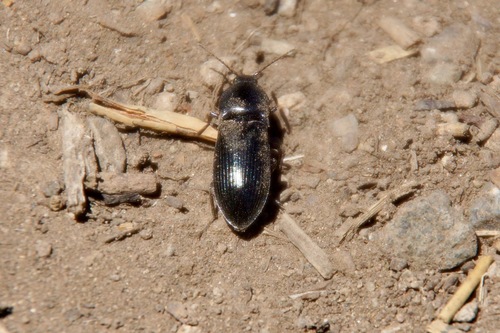 iNaturalist observation photo of Selatosomus