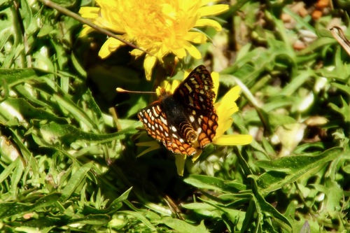iNaturalist observation photo of Edith's Checkerspot