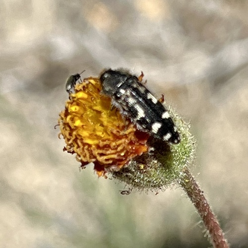 iNaturalist observation photo of Acmaeodera connexa