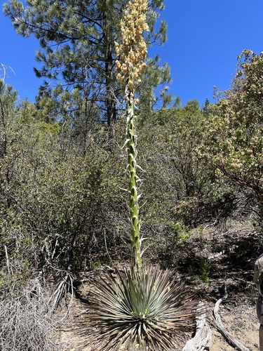 iNaturalist observation photo of chaparral yucca