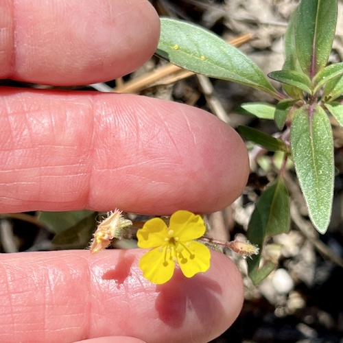 iNaturalist observation photo of miniature suncup