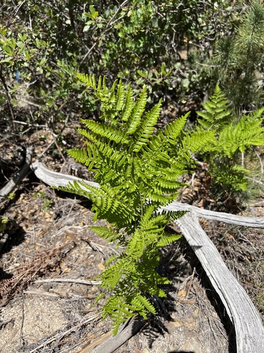 iNaturalist observation photo of common bracken