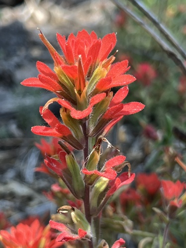 iNaturalist observation photo of Camp Martin paintbrush