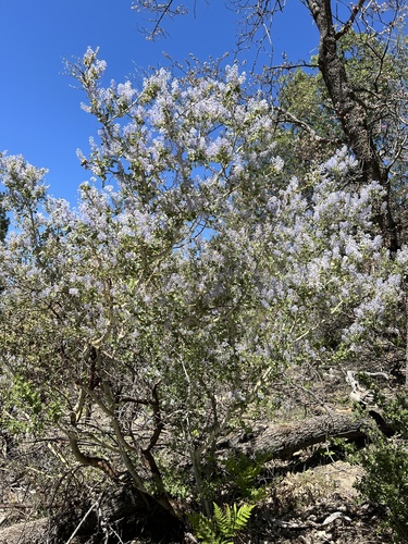 iNaturalist observation photo of chaparral whitethorn