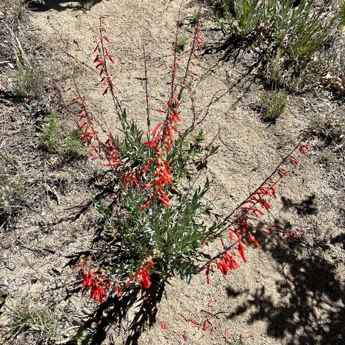 iNaturalist observation photo of scarlet bugler