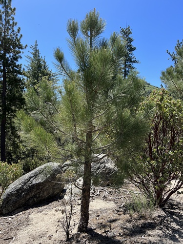 iNaturalist observation photo of Western Ponderosa Pine