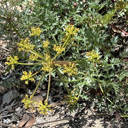 iNaturalist observation photo of Parish's umbrellawort