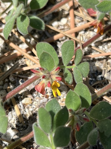 iNaturalist observation photo of Heermann's Lotus