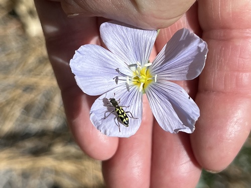 iNaturalist observation photo of Ornate Checkered Beetle