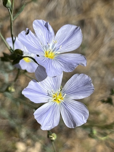iNaturalist observation photo of Lewis flax